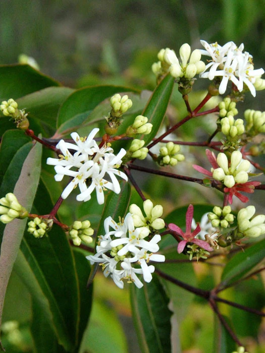 Heptacodium Miconioides, Strauch Der Sieben Söhne Des Himmels 1 Heptacodium Miconioides, Strauch Der Sieben Söhne Des Himmels