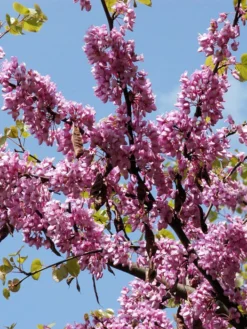Cercis Siliquastrum, Judasbaum