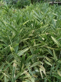 Hibanobambusa Tranquillans 'Shiroshima', Buschiger Streifenbambus