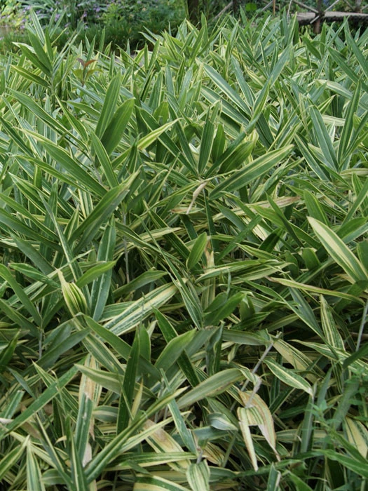 Hibanobambusa Tranquillans 'Shiroshima', Buschiger Streifenbambus 1 Hibanobambusa Tranquillans 'Shiroshima', Buschiger Streifenbambus