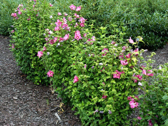 Hibiscus Syriacus 'Woodbridge', Hibiskus, Garteneibisch 2 Hibiscus Syriacus 'Woodbridge', Hibiskus, Garteneibisch – Bild 2