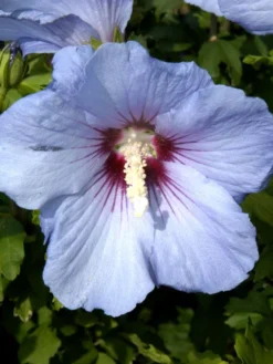 Hibiscus Syriacus 'Blue Bird', Hibiskus, Garteneibisch