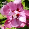 Hibiscus Syriacus 'Duc De Brabant', Hibiskus, Garteneibisch