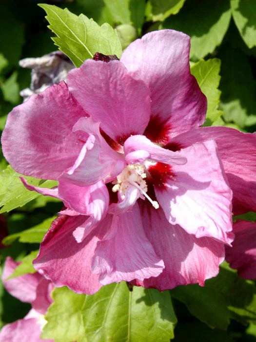 Hibiscus Syriacus 'Duc De Brabant', Hibiskus, Garteneibisch 1 Hibiscus Syriacus 'Duc De Brabant', Hibiskus, Garteneibisch
