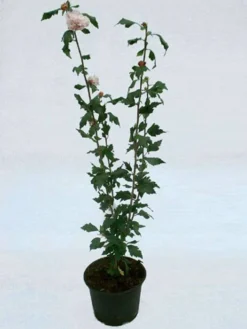 Hibiscus Syriacus 'Blue Bird', Hibiskus, Garteneibisch -Gartenbedarfs Geschäft hibiskus topf 1280x1280