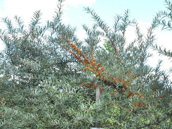 Hippophae Rhamnoides 'Leikora' 2 Hippophae Rhamnoides 'Leikora' – Bild 2