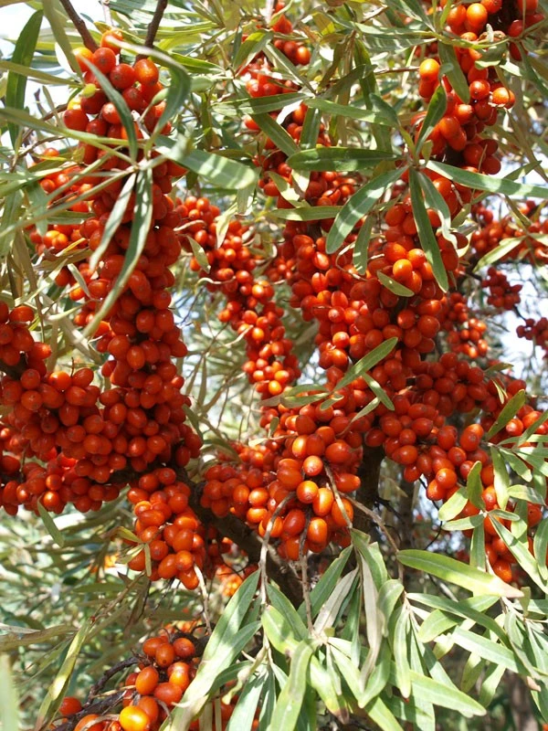 Hippophae Rhamnoides 'Sirola'(S), Sanddorn 1 Hippophae Rhamnoides 'Sirola'(S), Sanddorn
