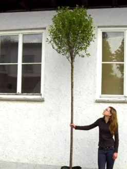 Prunus Fruticosa 'Globosa', Kugel-Kirsche - Hochstamm 8 Prunus Fruticosa 'Globosa', Kugel-Kirsche - Hochstamm -Gartenbedarfs Geschäft hochstamm prunus globosa 1280x1280