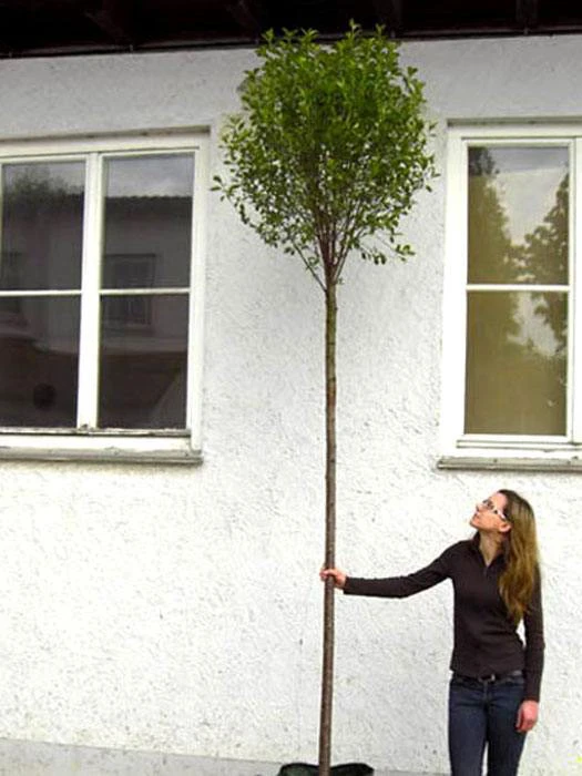 Prunus Fruticosa 'Globosa', Kugel-Kirsche - Hochstamm 4 Prunus Fruticosa 'Globosa', Kugel-Kirsche - Hochstamm – Bild 4