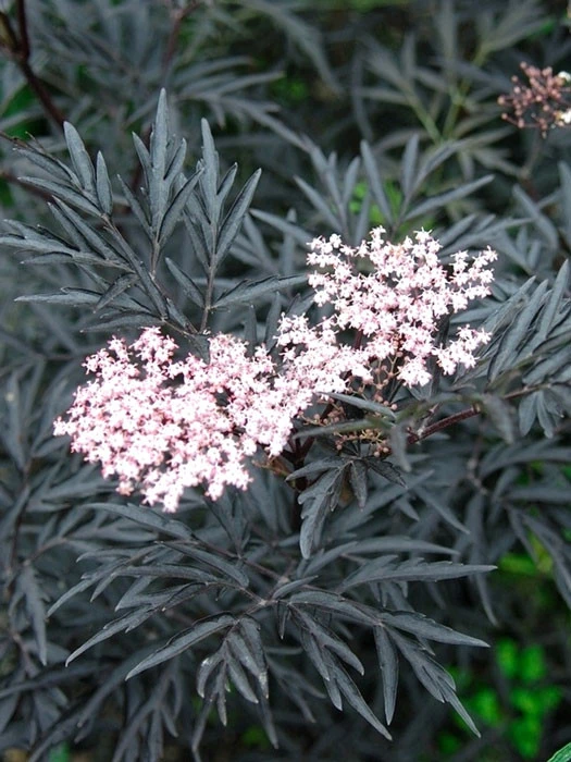 Holunder 'Black Lace' - Fliederbeere 1 Holunder 'Black Lace' - Fliederbeere