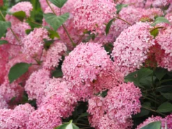 Hydrangea Arborescens 'Pink Annabelle', Ball-Hortensie