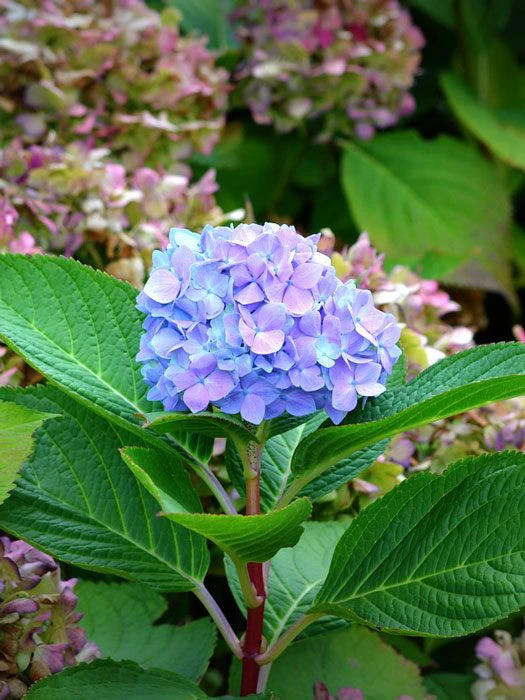 Hydrangea Macrophylla 'Bodensee' 1 Hydrangea Macrophylla 'Bodensee'