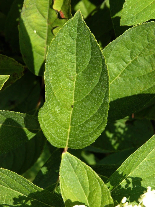Hydrangea Paniculata 'Grandiflora', Rispen-Hortensie 2 Hydrangea Paniculata 'Grandiflora', Rispen-Hortensie – Bild 2