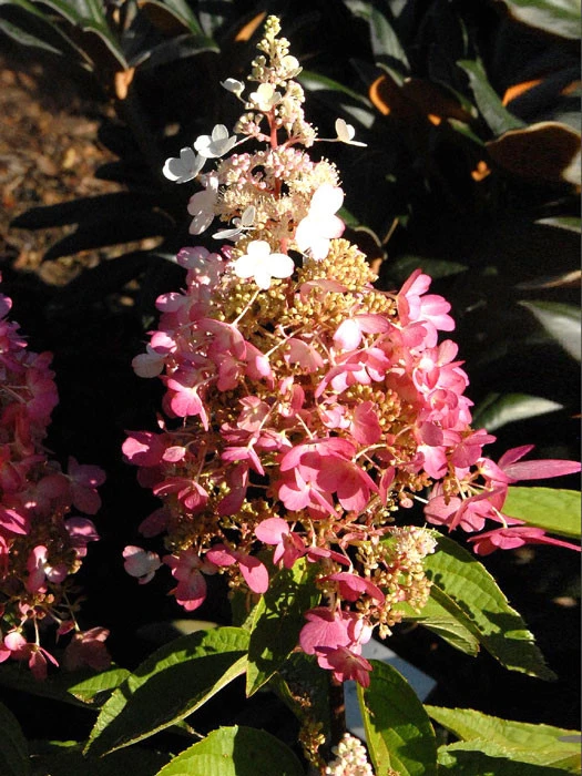 Hydrangea Paniculata 'Pinky Winky'® 1 Hydrangea Paniculata 'Pinky Winky'®