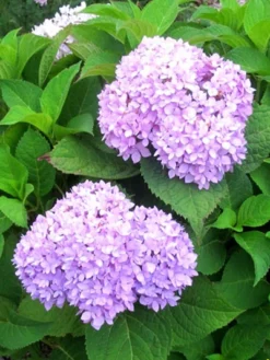 Hydrangea Macrophylla 'Endless Summer Rosa'® 5 Hydrangea Macrophylla 'Endless Summer Rosa'® -Gartenbedarfs Geschäft hydrangea endl summer 1 447 80368 2 1280x1280