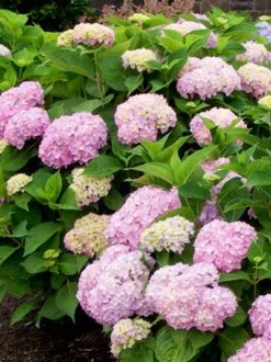 Hydrangea Macrophylla 'Endless Summer Rosa'®