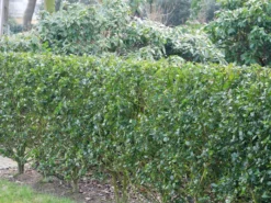Ilex Meserveae Blue Prince, Stechpalme 5 Ilex Meserveae Blue Prince, Stechpalme -Gartenbedarfs Geschäft ilex blue prince hecke 1280x1280