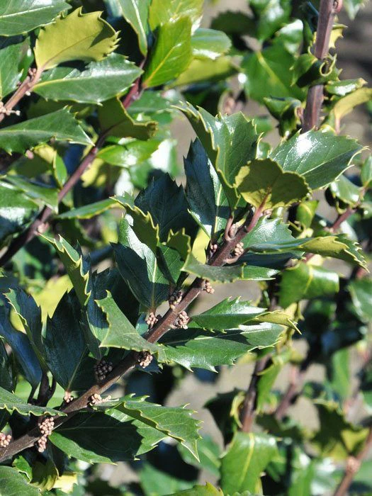 Ilex Meserveae Blue Prince, Stechpalme 2 Ilex Meserveae Blue Prince, Stechpalme – Bild 2