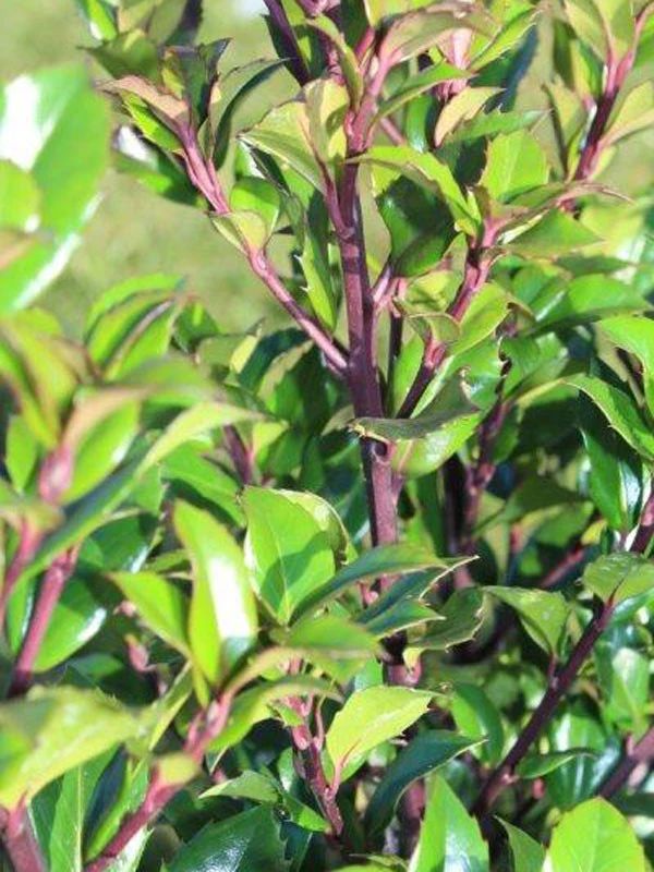 Ilex Meserveae 'Heckenstar', Stechpalme 1 Ilex Meserveae 'Heckenstar', Stechpalme