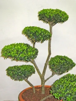 Ilex Crenata Green Hedge - Bonsai, XXL-Produkt -Gartenbedarfs Geschäft ilex 80 100 aus 1280x1280