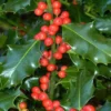 Ilex Aquifolium, Gemeine Stechpalme, Hülse