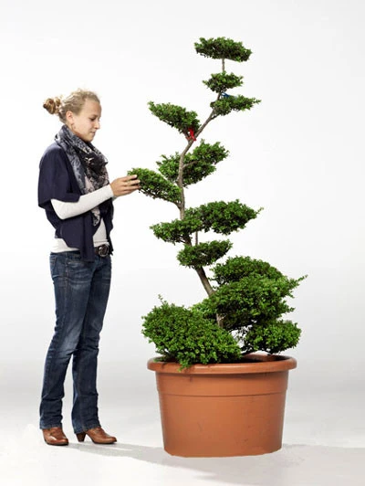 Ilex crenata Convexa - Bonsai, XXL-Produkt 1 Ilex crenata Convexa - Bonsai, XXL-Produkt