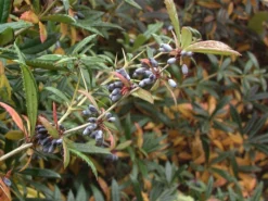 Berberis Julianae, Immergrüne Großblättrige Berberitze 9 Berberis Julianae, Immergrüne Großblättrige Berberitze -Gartenbedarfs Geschäft immergruene berberitze 1280x1280