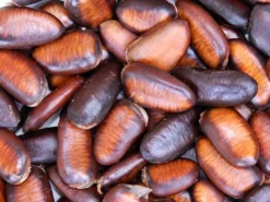 Indianerbanane (PauPau, PawPaw) 9 Indianerbanane (PauPau, PawPaw) -Gartenbedarfs Geschäft indianerbanane frucht 1280x1280