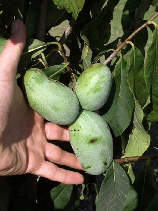 Indianerbanane 'Sunflower' (PauPau, PawPaw) - Veredelt 1 Indianerbanane 'Sunflower' (PauPau, PawPaw) - Veredelt