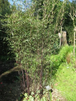 Fargesia Jiuzhaigou 'Deep Purple', Jade Bambus, Rothalmiger Schirm-Bambus 10 Fargesia Jiuzhaigou 'Deep Purple', Jade Bambus, Rothalmiger Schirm-Bambus -Gartenbedarfs Geschäft jade bambus deep purple 1280x1280