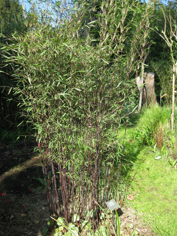 Fargesia Jiuzhaigou 'Deep Purple', Jade Bambus, Rothalmiger Schirm-Bambus 4 Fargesia Jiuzhaigou 'Deep Purple', Jade Bambus, Rothalmiger Schirm-Bambus – Bild 4