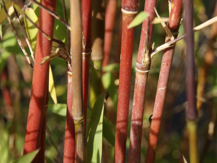 Fargesia Jiuzhaigou, Jade Bambus, Rothalmiger Schirm-Bambus 3 Fargesia Jiuzhaigou, Jade Bambus, Rothalmiger Schirm-Bambus – Bild 3