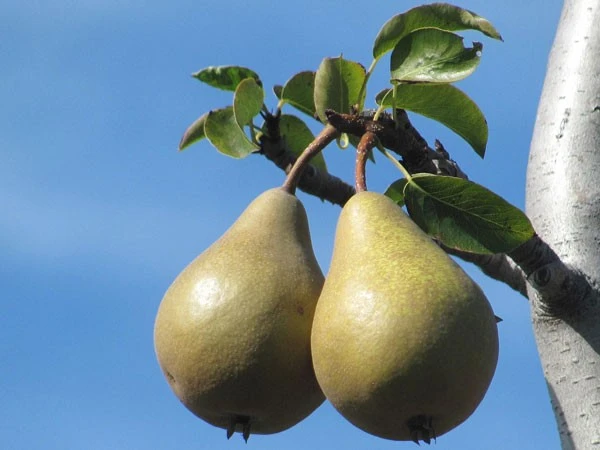 Birne 'Jakobibirne' 1 Birne 'Jakobibirne'