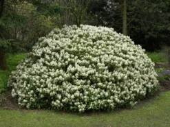 Skimmia Japonica 'Rubella', Japanische Blütenskimmie 6 Skimmia Japonica 'Rubella', Japanische Blütenskimmie -Gartenbedarfs Geschäft japanische bluetenskimmie 1280x1280