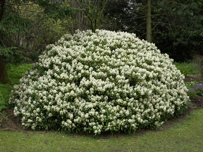 Skimmia Japonica 'Rubella', Japanische Blütenskimmie 3 Skimmia Japonica 'Rubella', Japanische Blütenskimmie – Bild 3