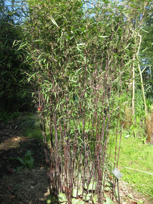 Fargesia Jiuzhaigou 'Deep Purple', Jade Bambus, Rothalmiger Schirm-Bambus 1 Fargesia Jiuzhaigou 'Deep Purple', Jade Bambus, Rothalmiger Schirm-Bambus