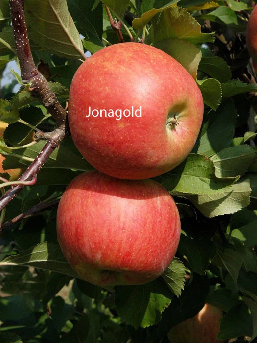 Duo-Apfelbaum - Jonagold Und Elstar 2 Duo-Apfelbaum - Jonagold Und Elstar – Bild 2