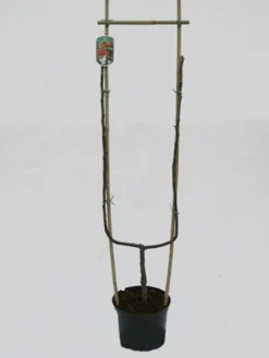 Jonagold, Apfel - U-Spalier 5 Jonagold, Apfel - U-Spalier -Gartenbedarfs Geschäft jonagold spalier 1280x1280