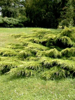 Juniperus Media 'Pfitzeriana Aurea', Gelber Pfitzer-Wacholder