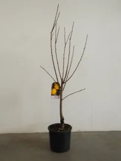 Kaki 'Ragno', Kaki-Baum Auch Persimone Oder Sharonfrucht 7 Kaki 'Ragno', Kaki-Baum Auch Persimone Oder Sharonfrucht -Gartenbedarfs Geschäft kaki ragno 1280x1280