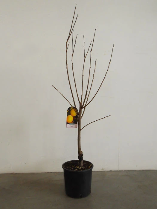 Kaki 'Ragno', Kaki-Baum Auch Persimone Oder Sharonfrucht 4 Kaki 'Ragno', Kaki-Baum Auch Persimone Oder Sharonfrucht – Bild 4