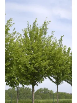 Acer Campestre 'Elsrijk', Kegel-Feldahorn - Hochstamm
