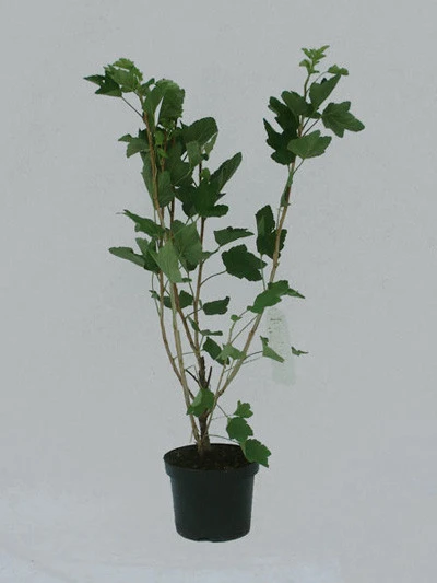 Johannisbeere 'Kieroyal'® 2 Johannisbeere 'Kieroyal'® – Bild 2