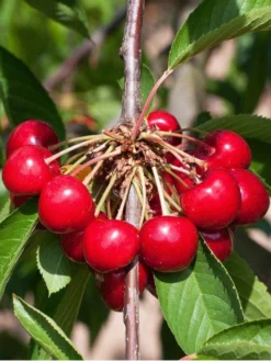 Duo-Kirschbaum - Sunburst Und Burlat 5 Duo-Kirschbaum - Sunburst Und Burlat -Gartenbedarfs Geschäft kirsche burlat55599f7fea783 1280x1280