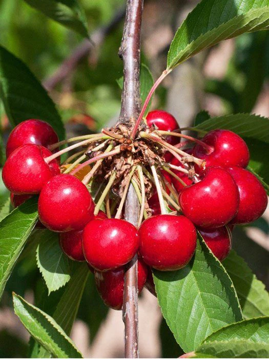 Duo-Kirschbaum - Sunburst Und Burlat 3 Duo-Kirschbaum - Sunburst Und Burlat – Bild 3