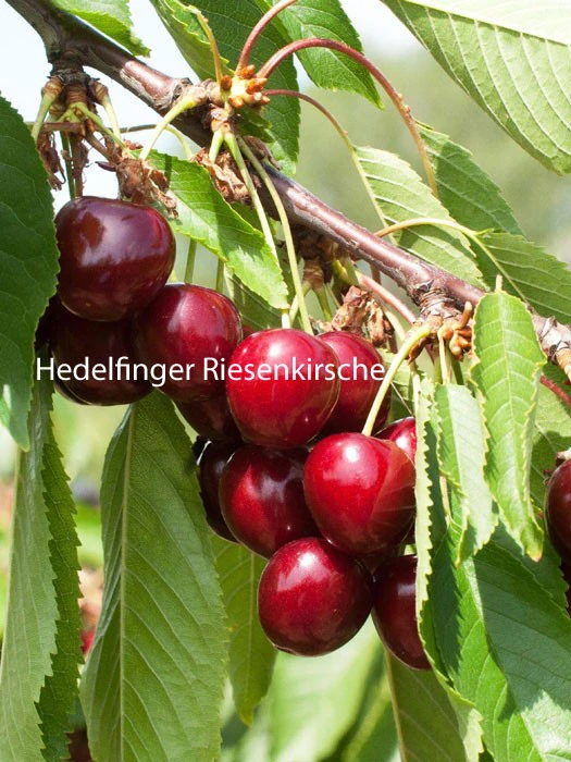 Duo-Kirschbaum - Hedelfinger Riesenkirsche Und Sunburst 2 Duo-Kirschbaum - Hedelfinger Riesenkirsche Und Sunburst – Bild 2
