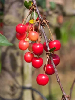 Sauerkirsche Morellenfeuer