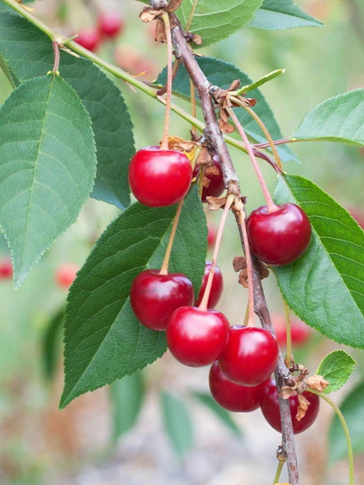 Sauerkirsche 'Schattenmorelle' 1 Sauerkirsche 'Schattenmorelle'