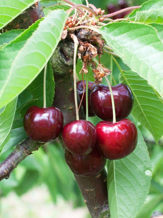 Süßkirsche 'Große Schwarze Knorpelkirsche' 1 Süßkirsche 'Große Schwarze Knorpelkirsche'