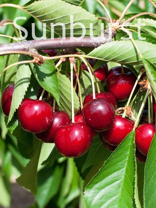 Duo-Kirschbaum - Hedelfinger Riesenkirsche Und Sunburst 3 Duo-Kirschbaum - Hedelfinger Riesenkirsche Und Sunburst – Bild 3